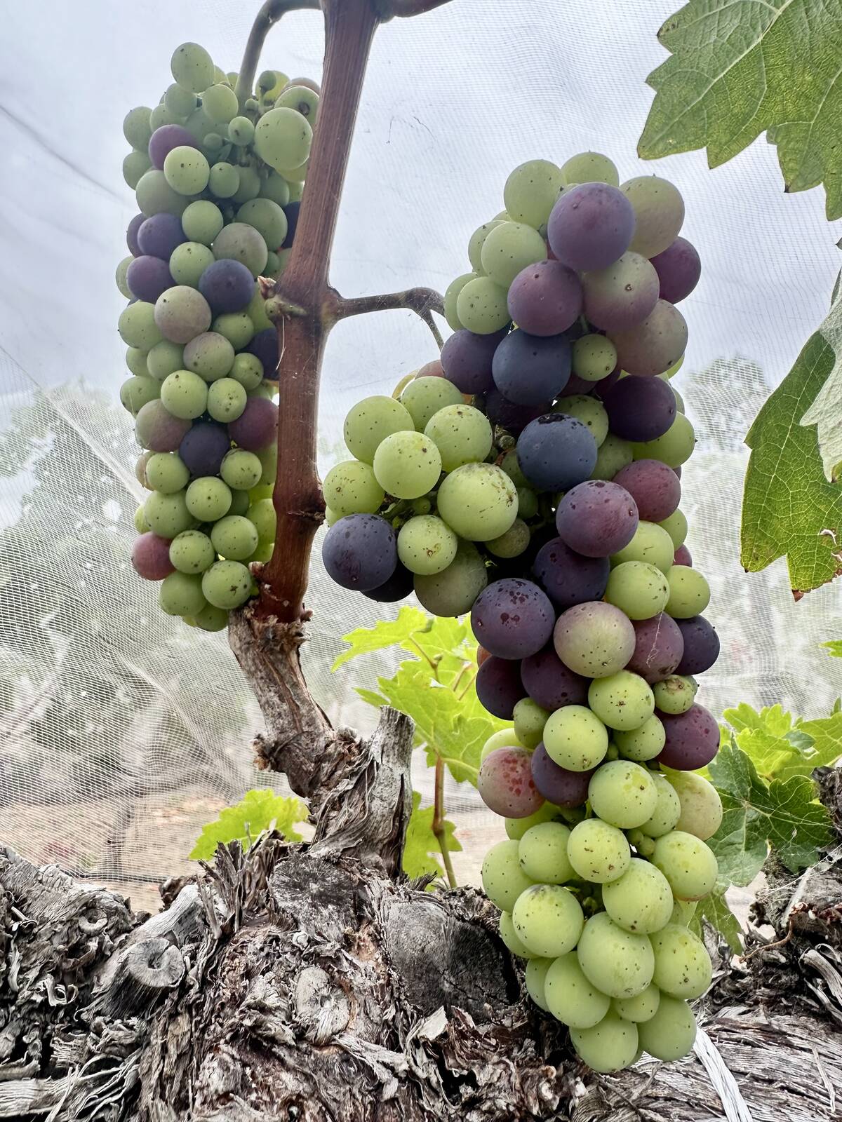 Estate grapes at véraison under netting